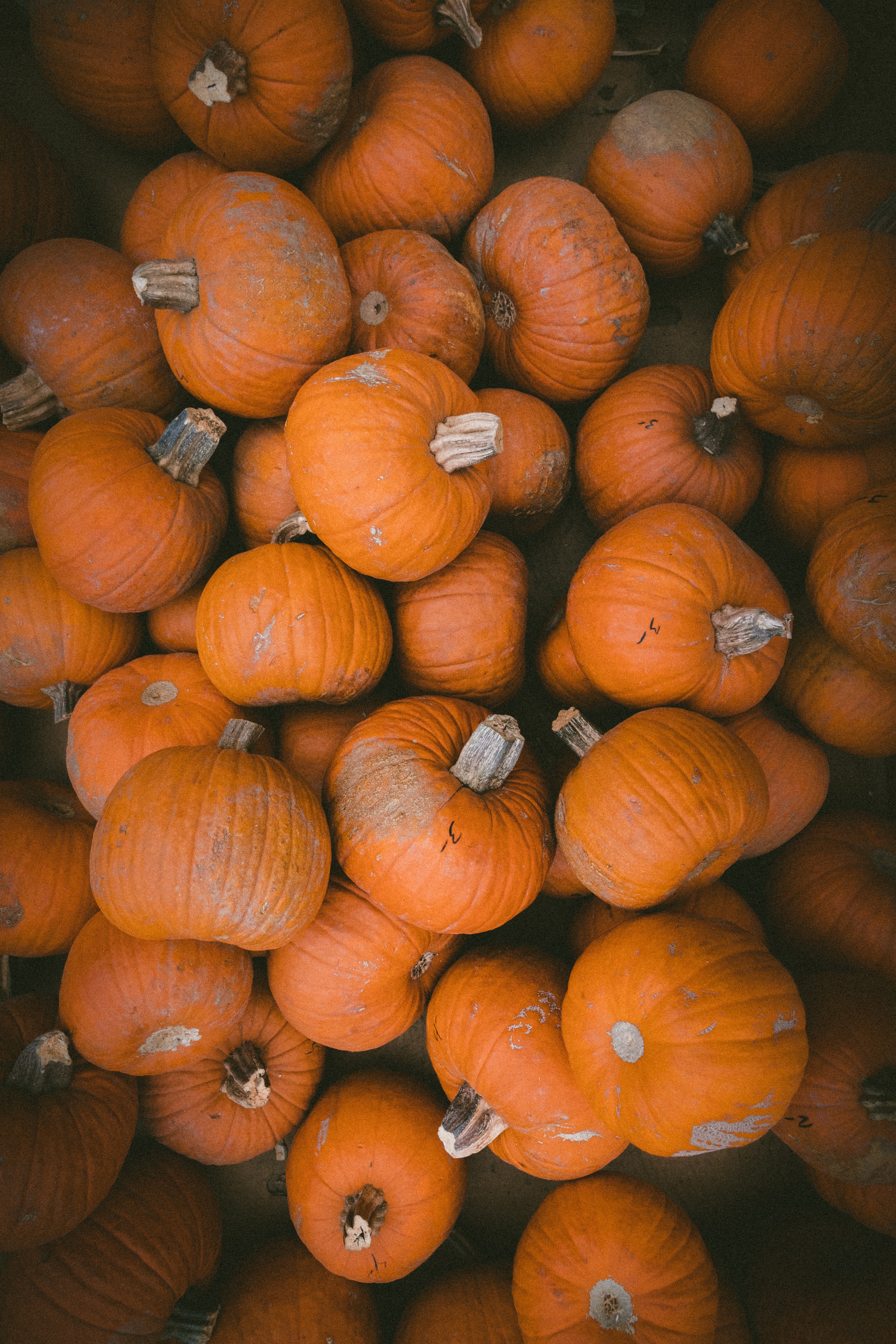 Foregenix-Blog-Pumpkins